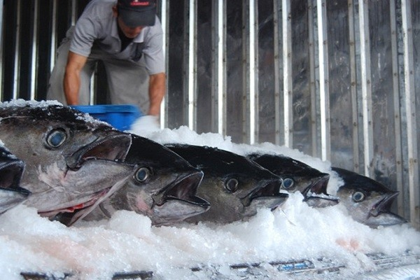 Sử dụng kho lạnh bảo quản cá có an toàn hay không?