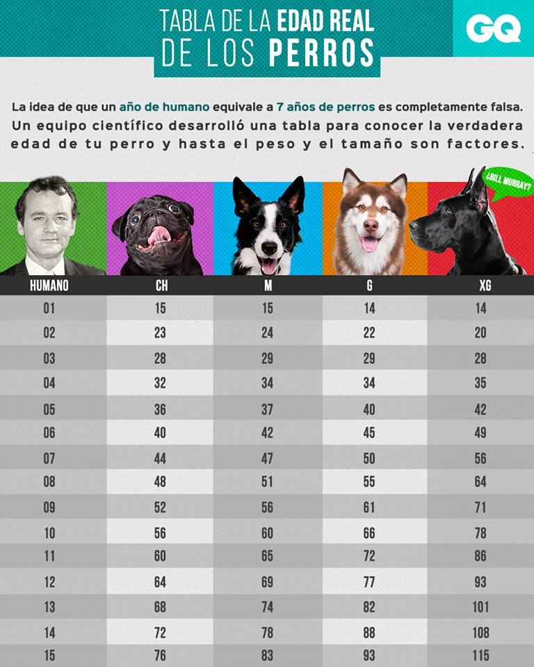 Cómo saber la edad de un perro | Wow Mascota