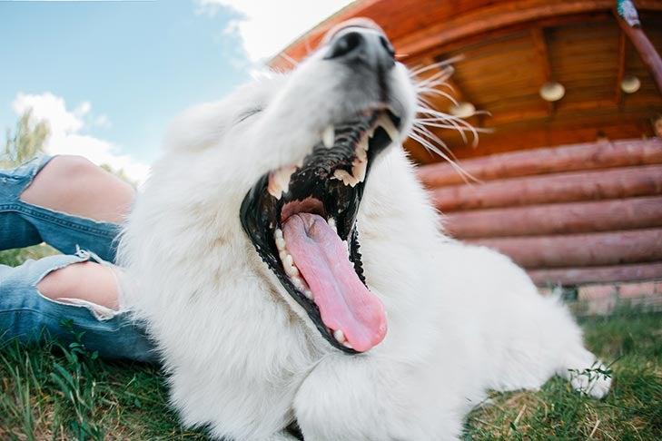 Dog Dental Care: How Many Teeth Do Dogs Have?