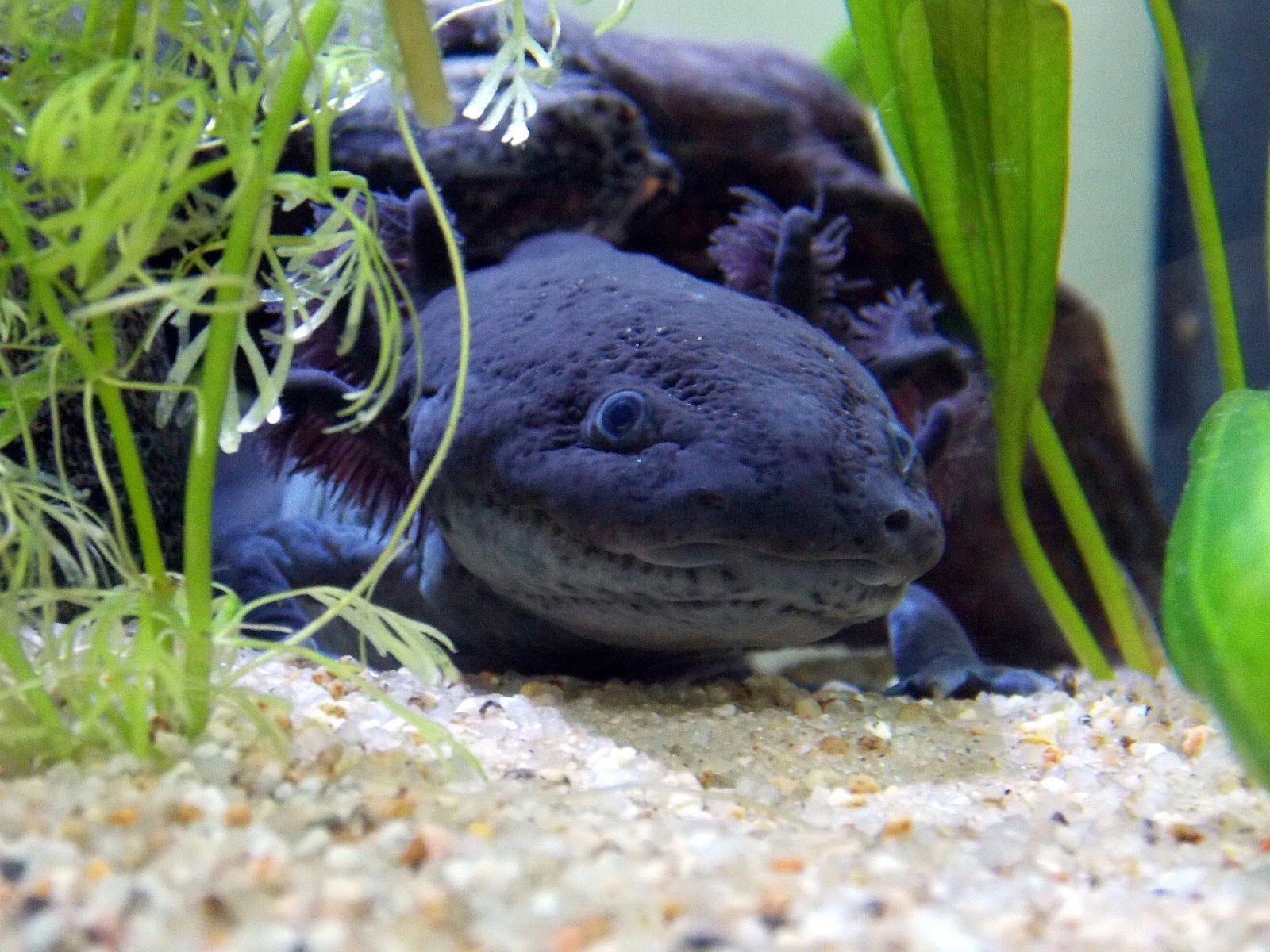 A dark purple axolotl in a planted aquarium