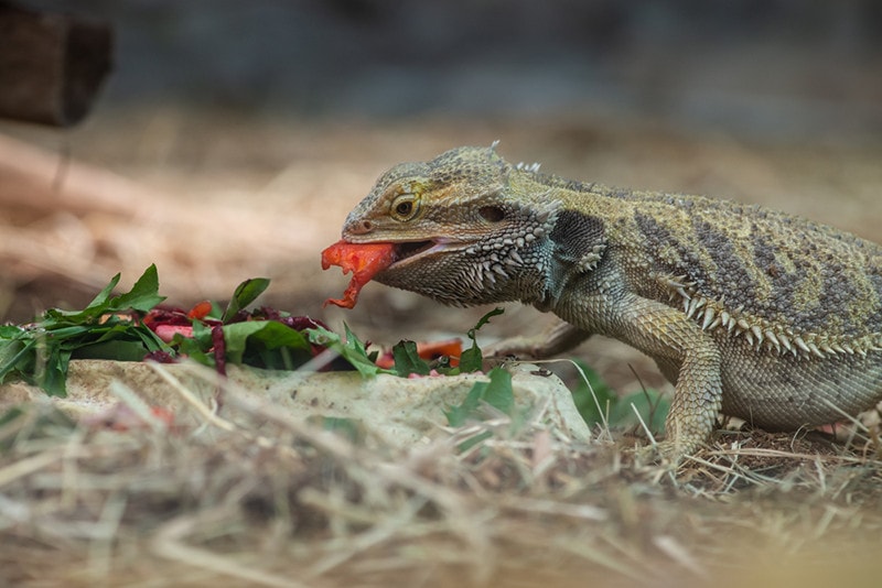 Bearded Dragon 