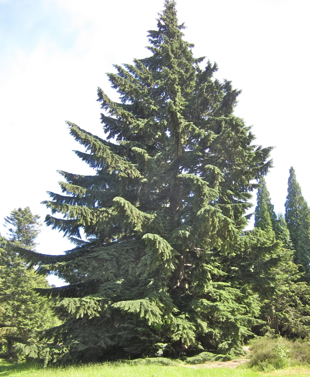 Western Hemlock Tree