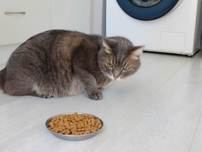 potential-challenges-in changing-cat-food