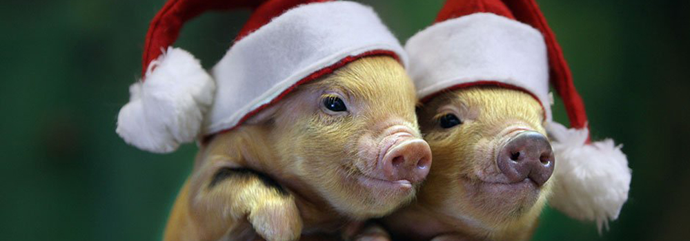 Christmas piglets at Pennywell Farm.