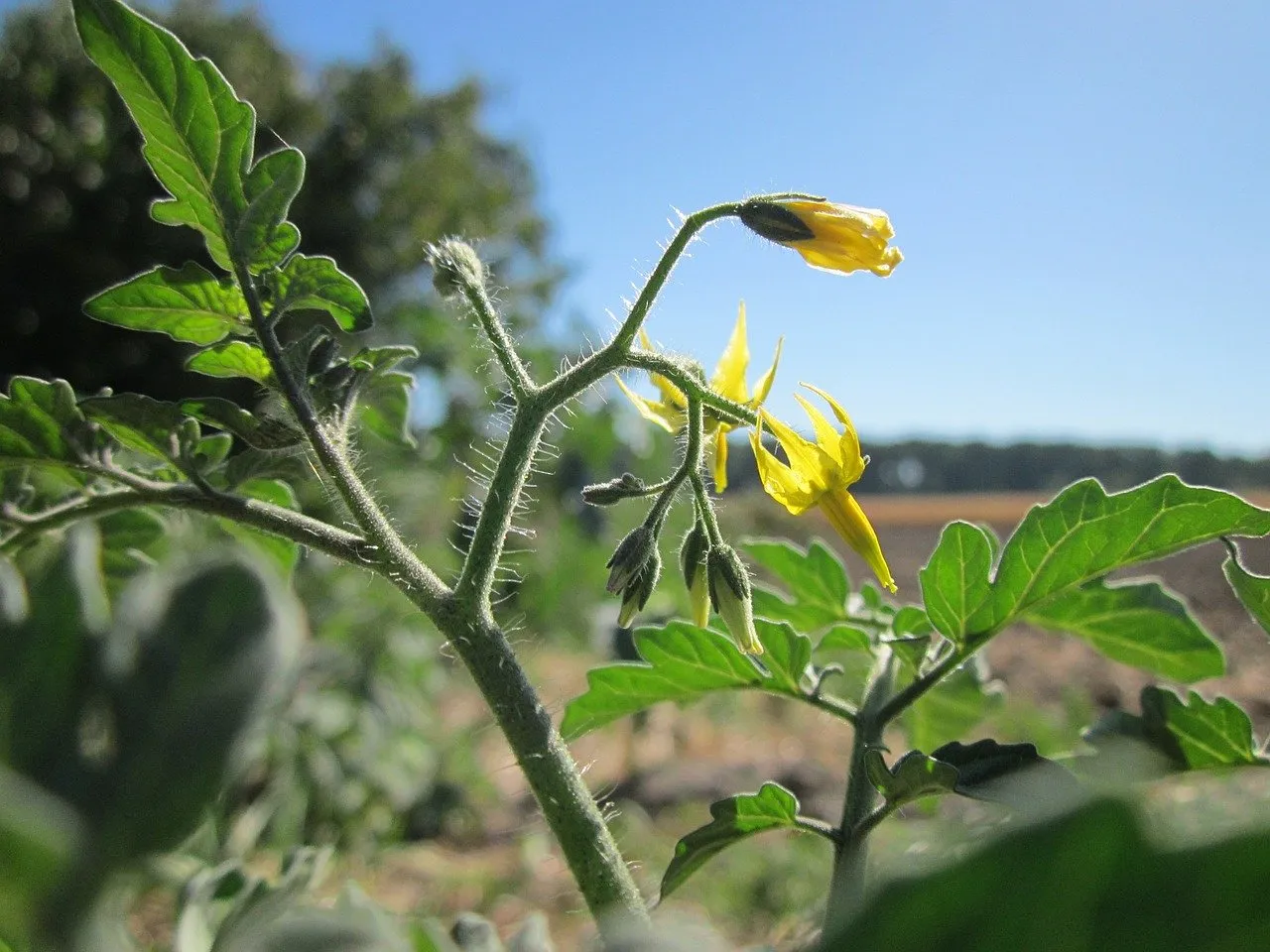 Pest and Disease