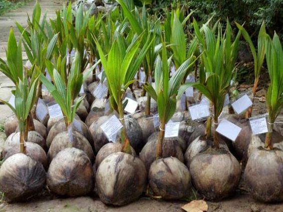 Cây Xanh Miền Nam đơn vị chuyên tư vấn thiết kế trồng dừa xiêm