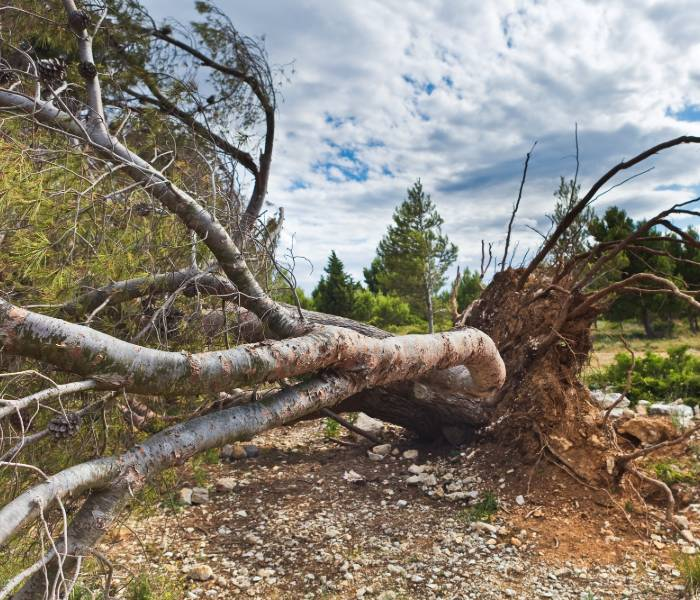 Pricing Guide: How Much Does Tree Root Removal Cost?
