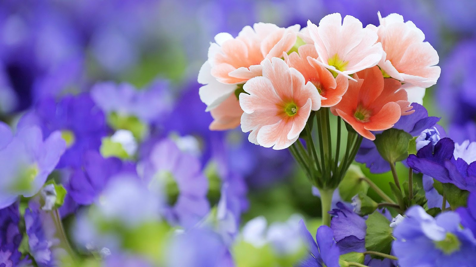 Top 200 hình ảnh hoa đẹp nhất thế giới full HD, 4K siêu nét