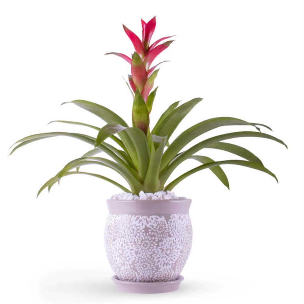 Bromeliads Plants Delivery- Snapblooms.com