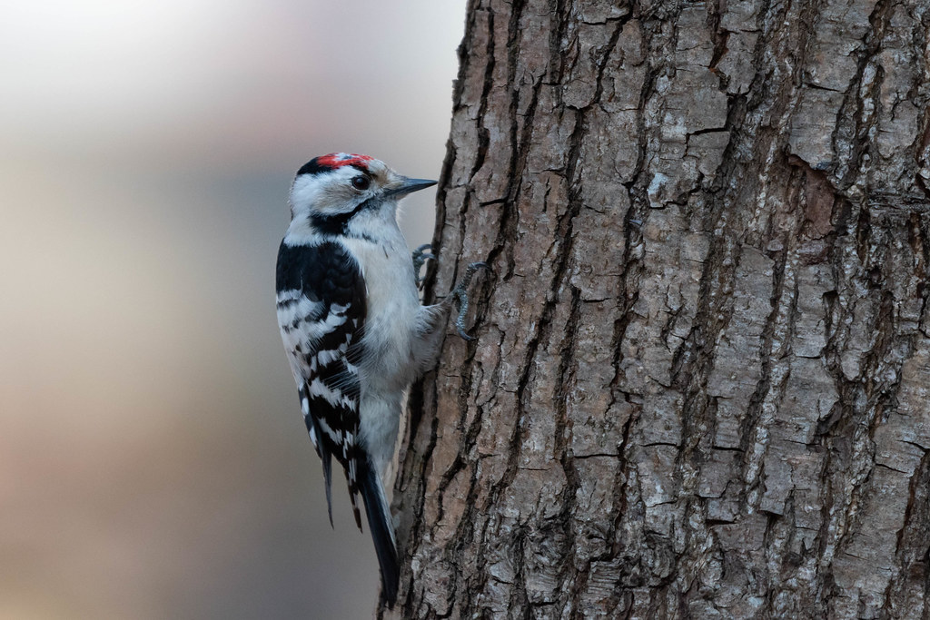 image of a lesser spotted wood pecker