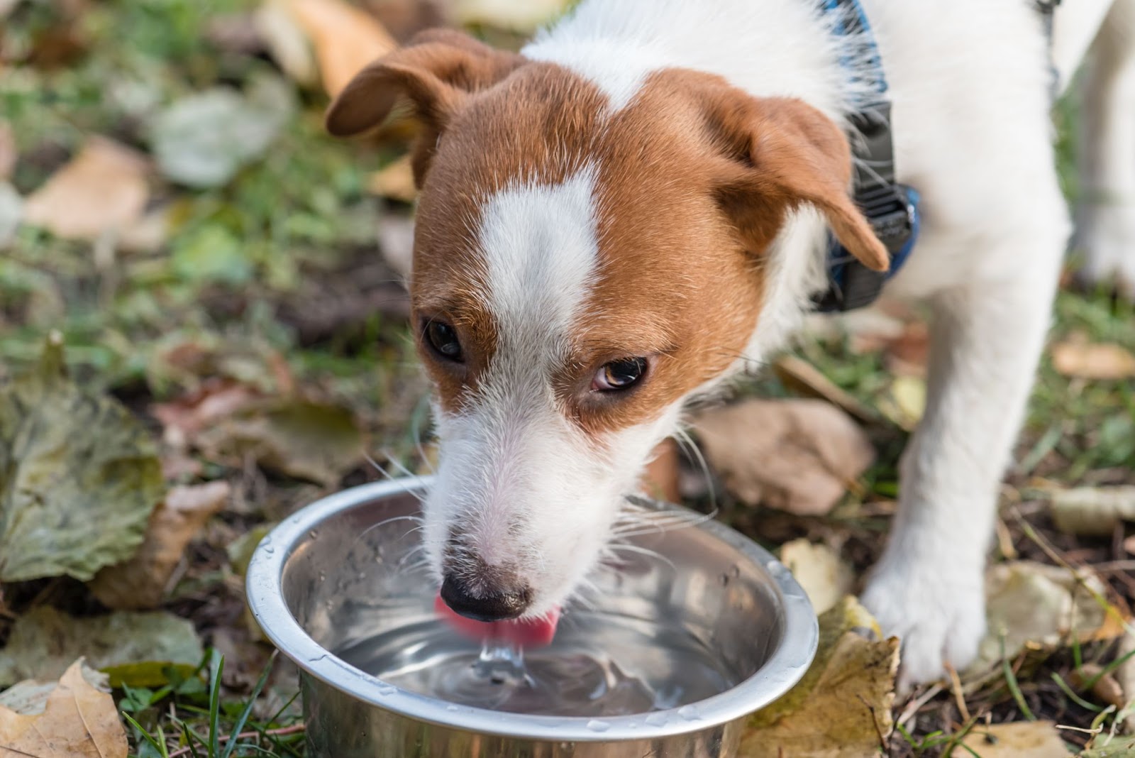 how to rehydrate your dog