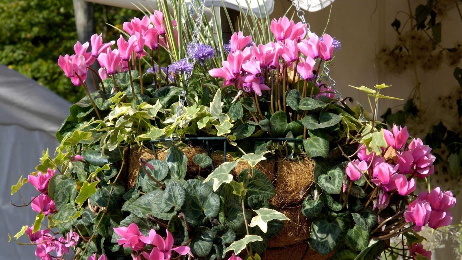 Hanging Basket Plants and Flowers for Shade 