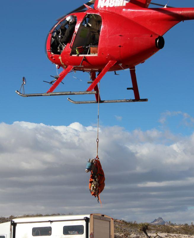 bighorn sheep flying in helicopter