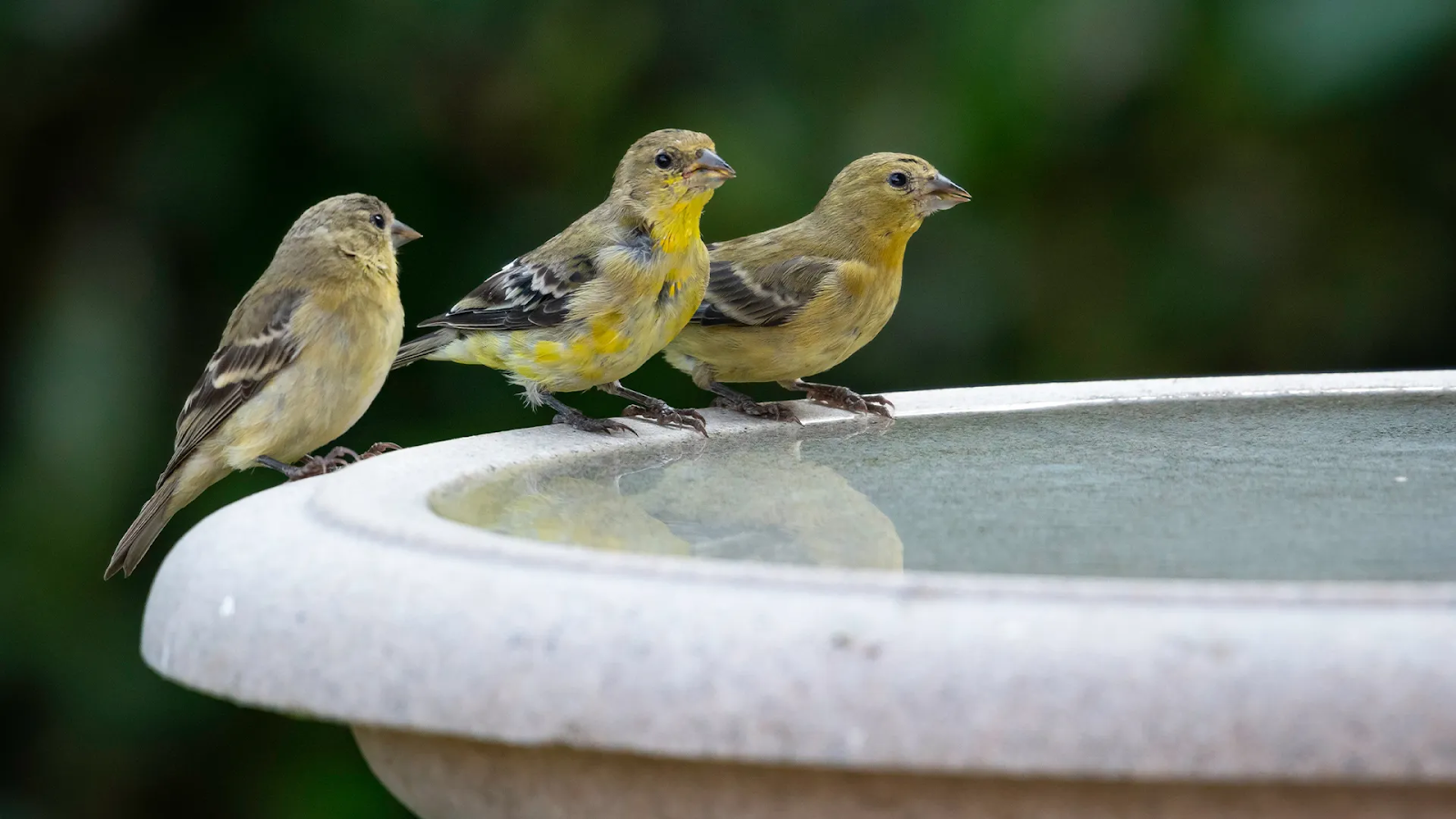 Birdbaths and Feeders Away from Tomatoes