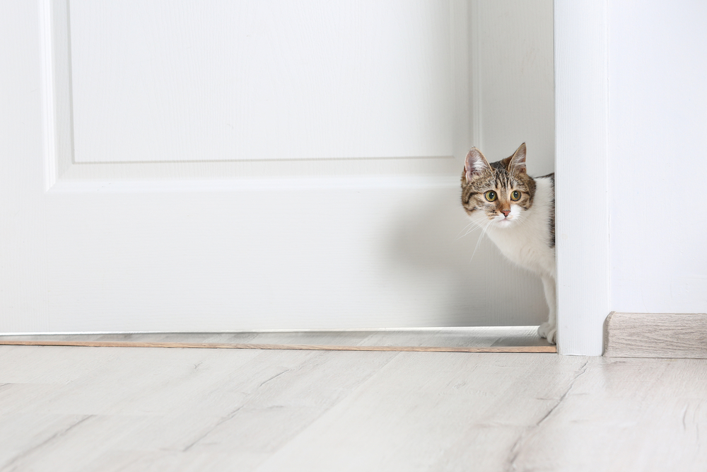 Verhuizen! De grootste stressveroorzaker bij katten