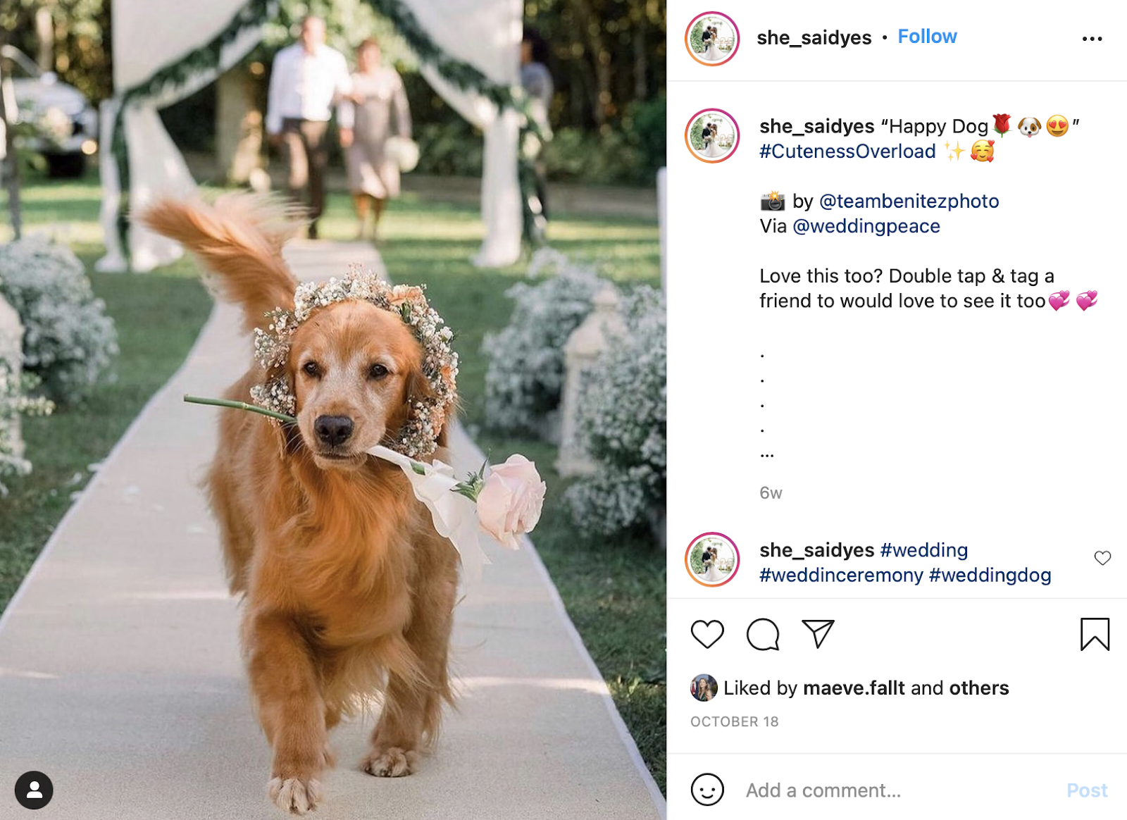 fun wedding idea: ringbearer dog