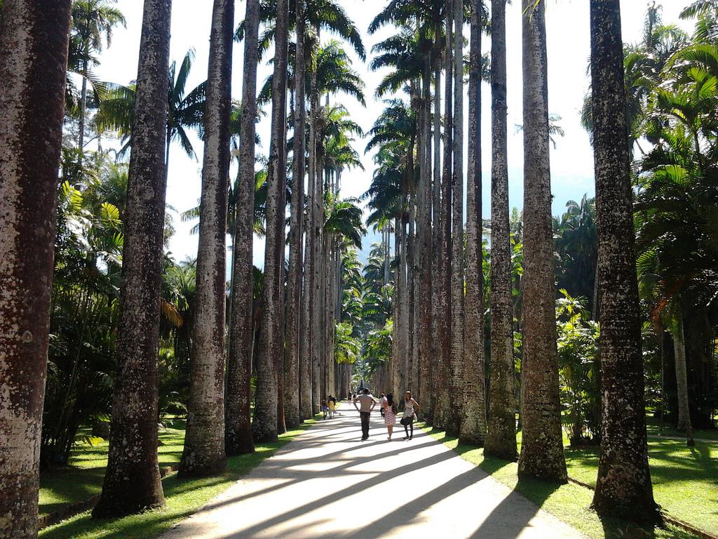 Imagem do jardim botânico bairro do rio de janeiro com uma estrada central de terra e pessoal andando ao centro com palmeiras aos lados em um dia ensolarado