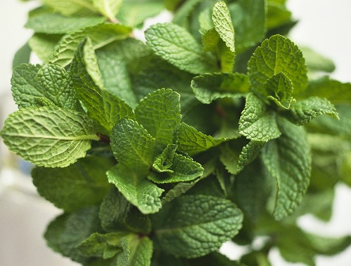 Asian Mint