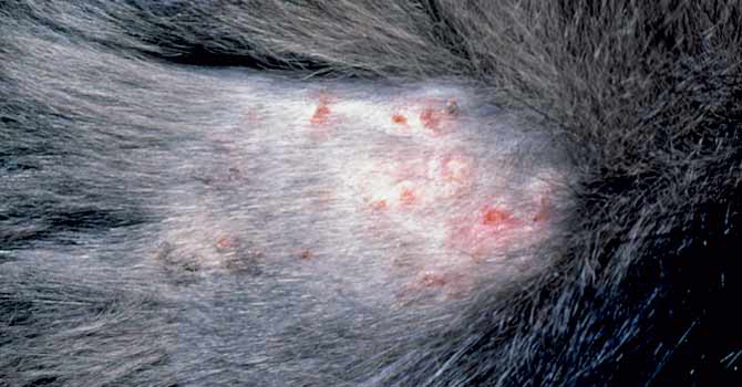 Characteristic lesion of miliary dermatitis in a domestic short hair cat