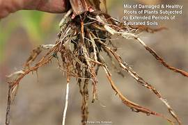 Root damage