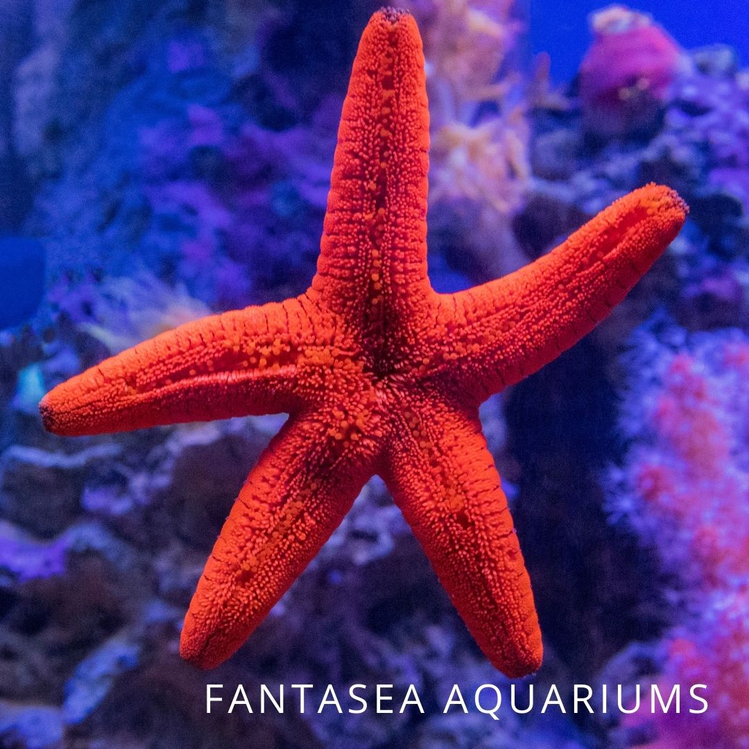 Red Fromia starfish | Fromia milleporella