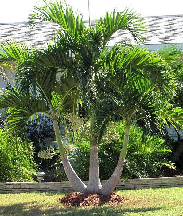 dwarf palm trees
