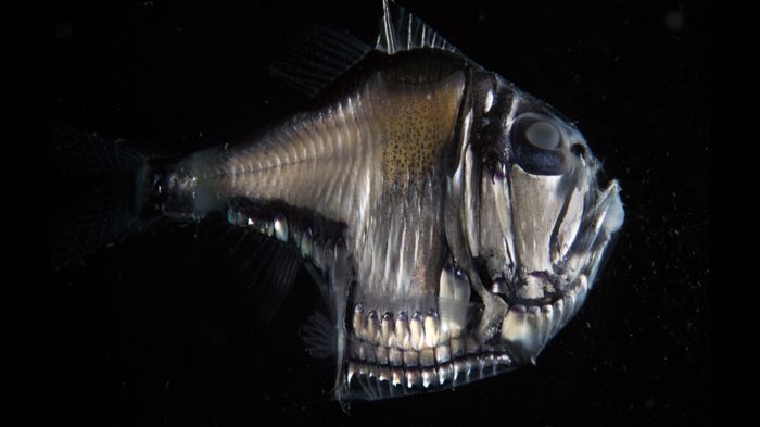 Image result for hatchetfish