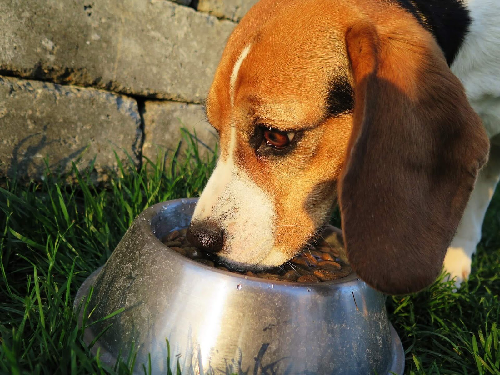 Can Dogs Eat Plant Based Burgers?