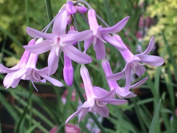 Image result for tulbaghia violacea