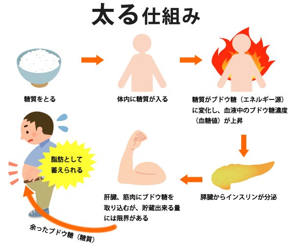 糖質を摂取してから体脂肪になるまでの過程