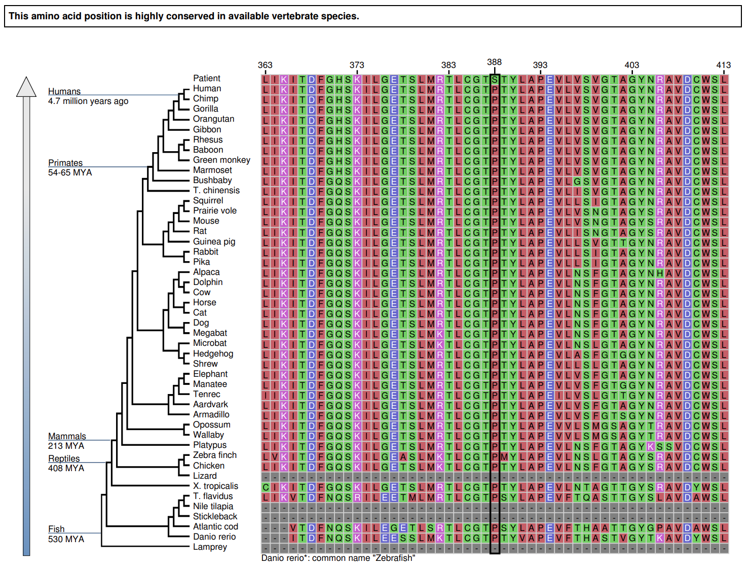 صفحة من المعلومات التكميلية للمرضى في تقرير عينة CancerNext تظهر الحفاظ على متغير غير معروف الأهمية عبر الأنواع.