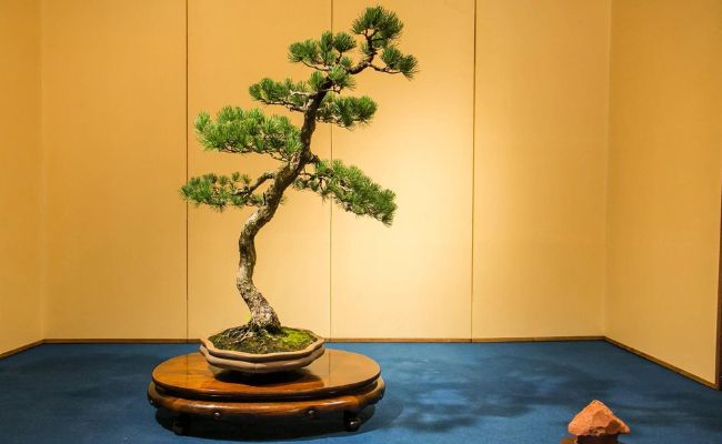 Có rất nhiều phong cách bonsai khác nhau