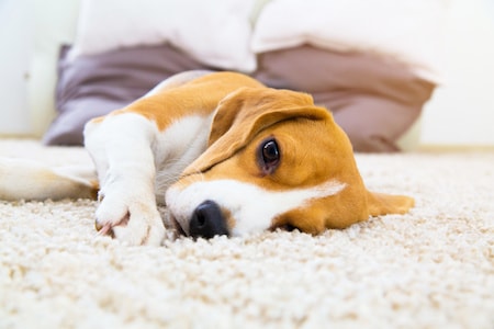carpet flooring for pets