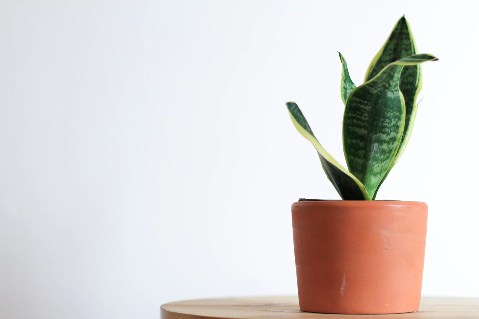 petite plante serpent dans un pot orange