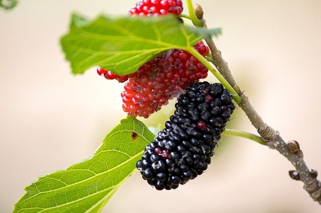mulberry scientific name