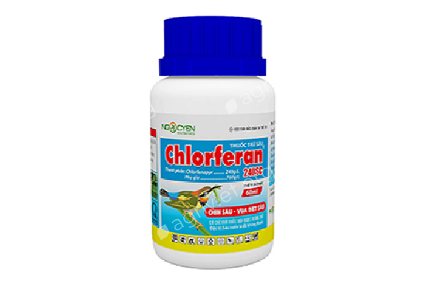 Chlorferan 240SC bảo vệ hoa mai khỏi bọ trĩ