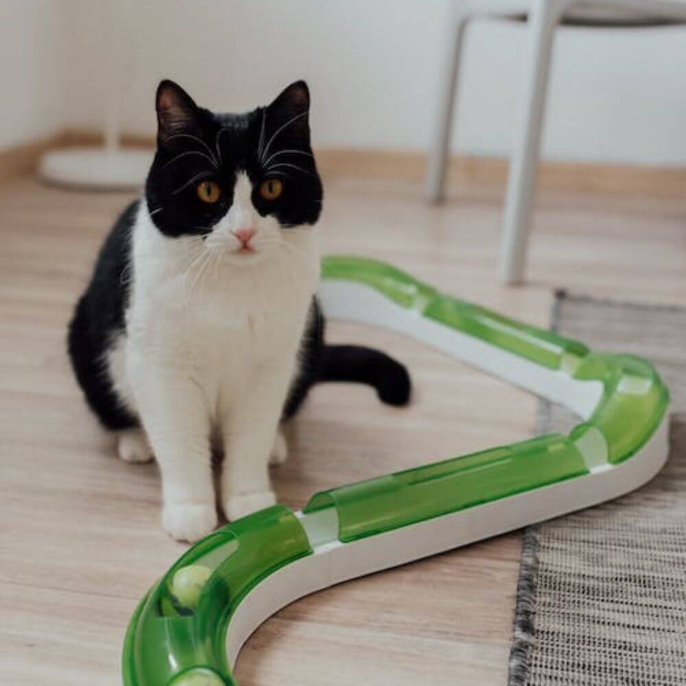 Best Cat Toys