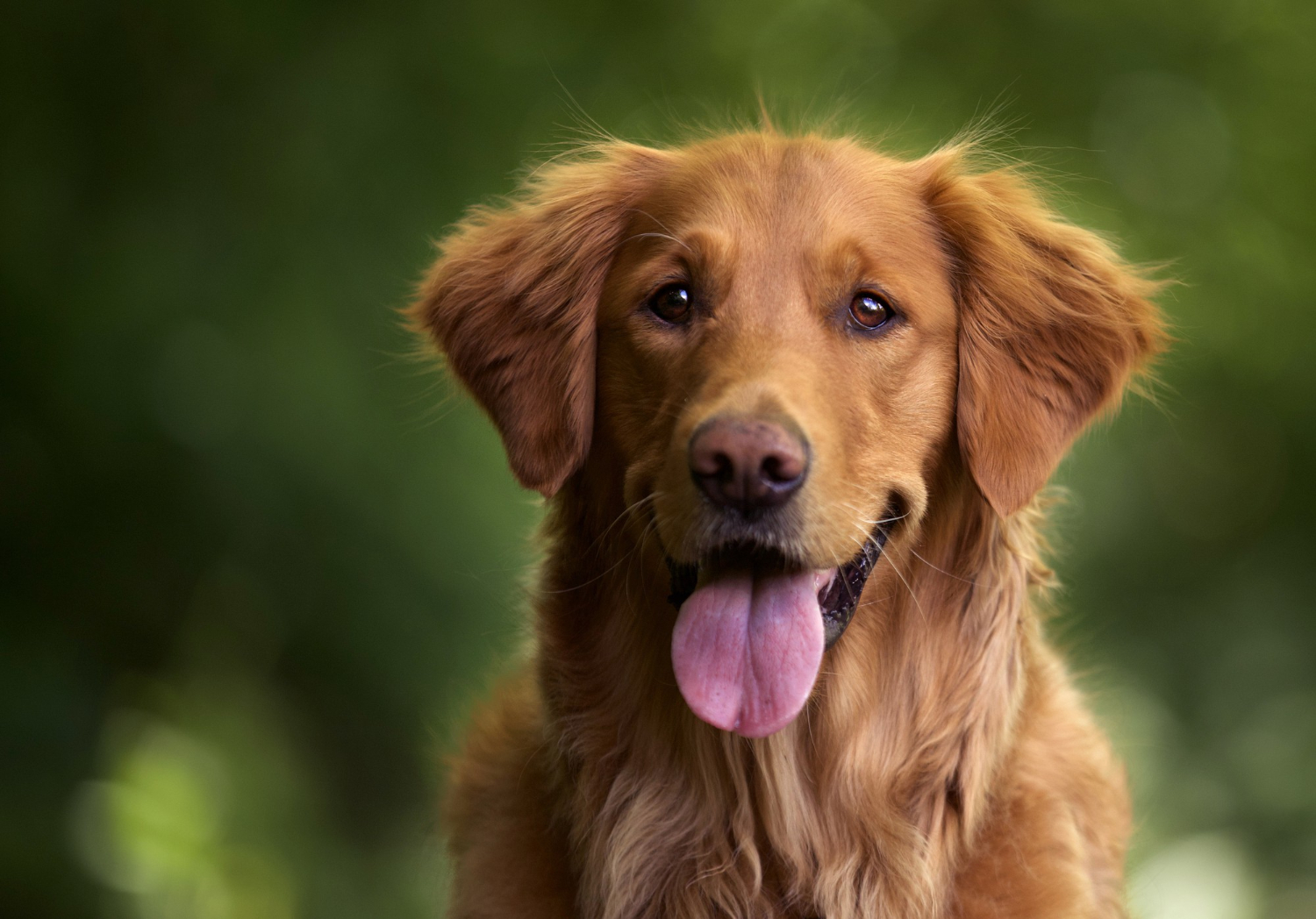 Dogs with megaesophagus can lead a relatively normal life!