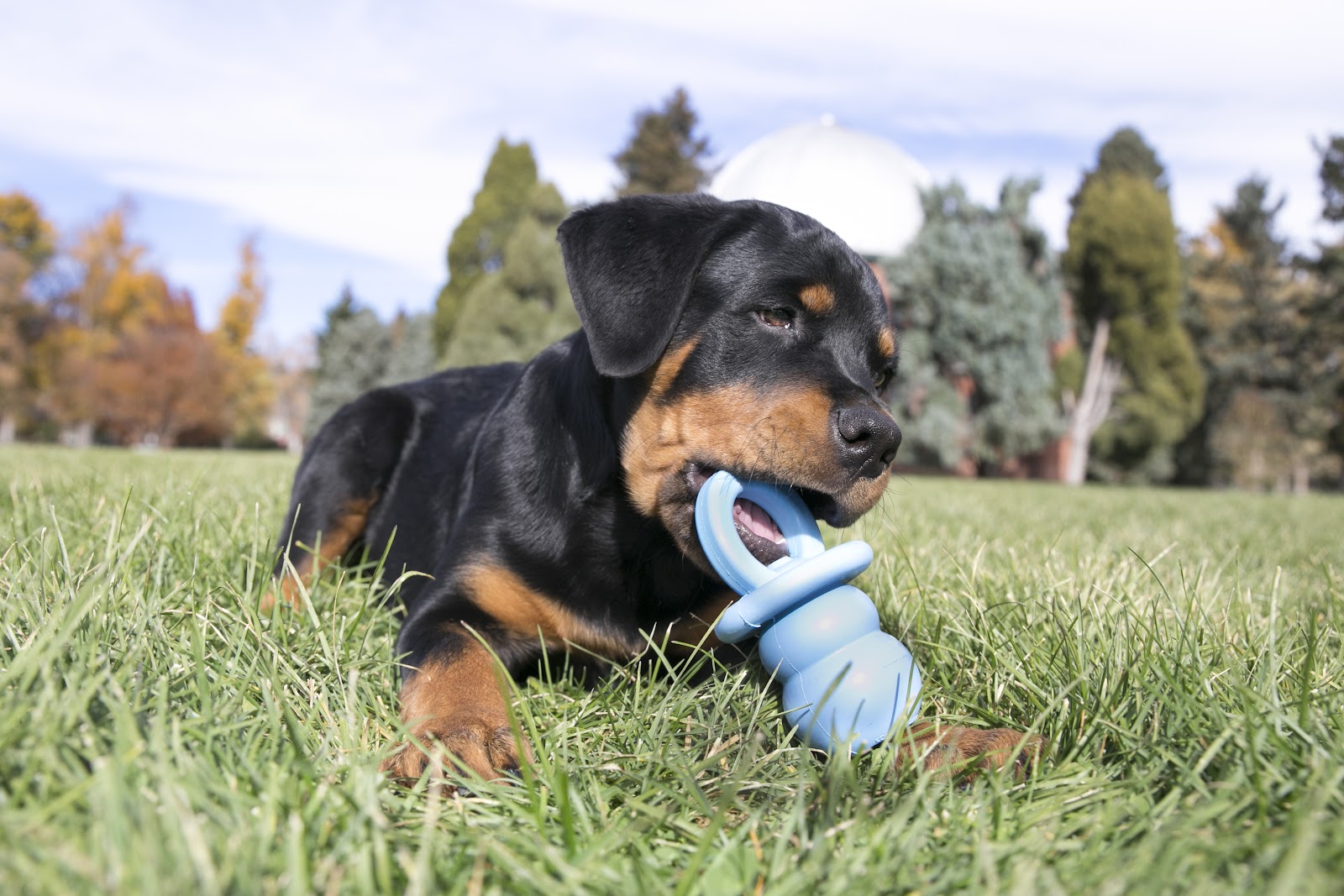 top 10 best dog toys