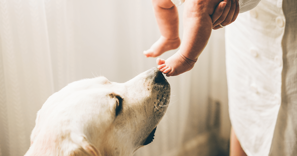 Golden lab gently smelling an infant's foot