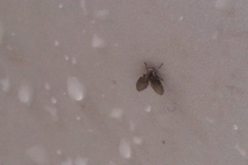 Image result for drain fly moldy drain