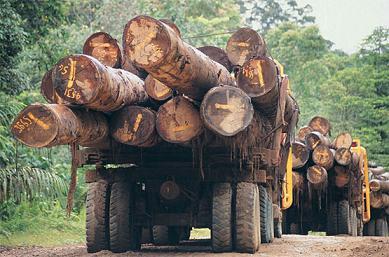 http://www.proyectopv.org/imagen/deforestacion5.jpg