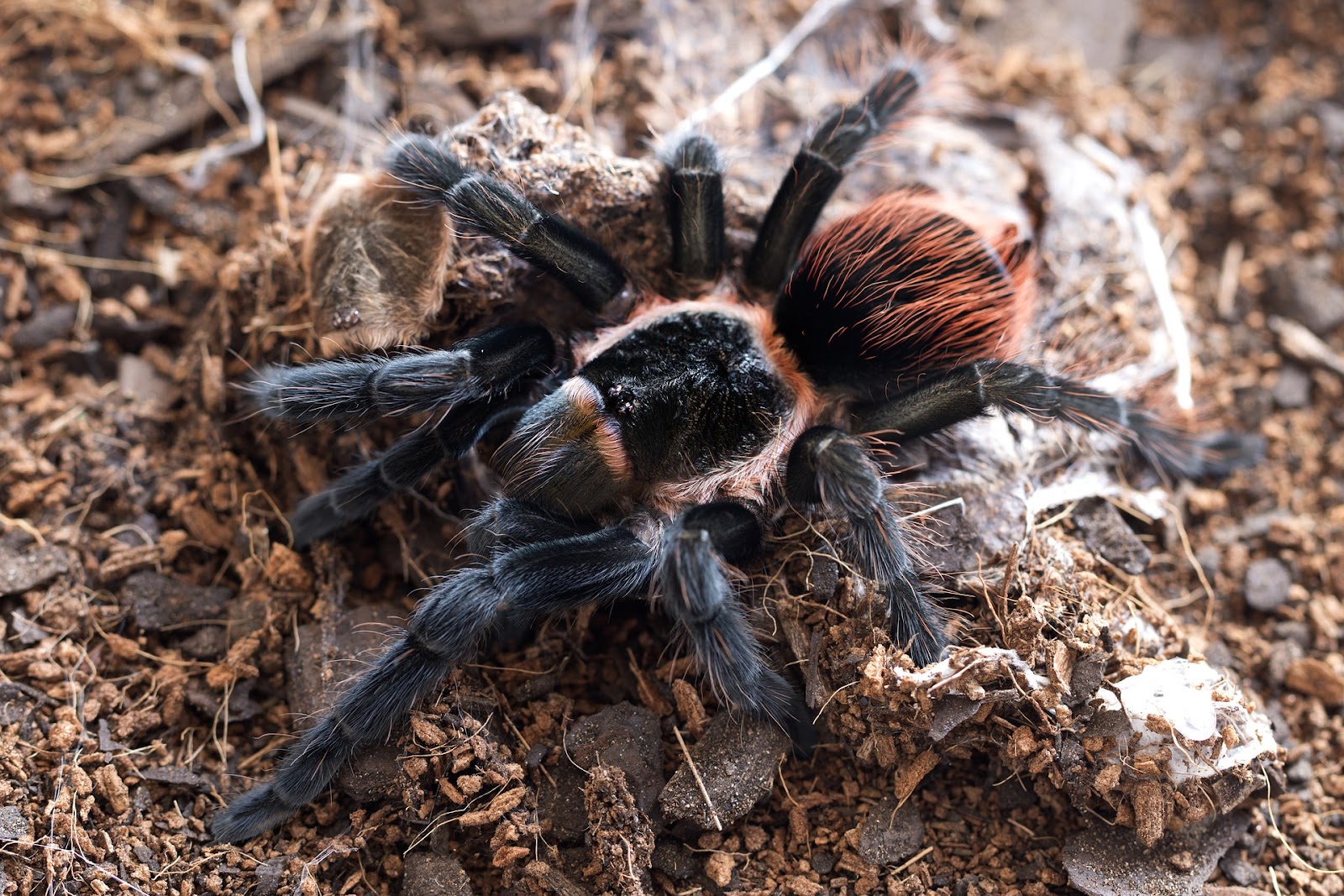 Tarantula near web