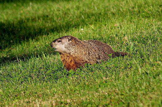 Do Groundhogs eat Tomatoes? (5+ Ways to keep them out of your Garden)