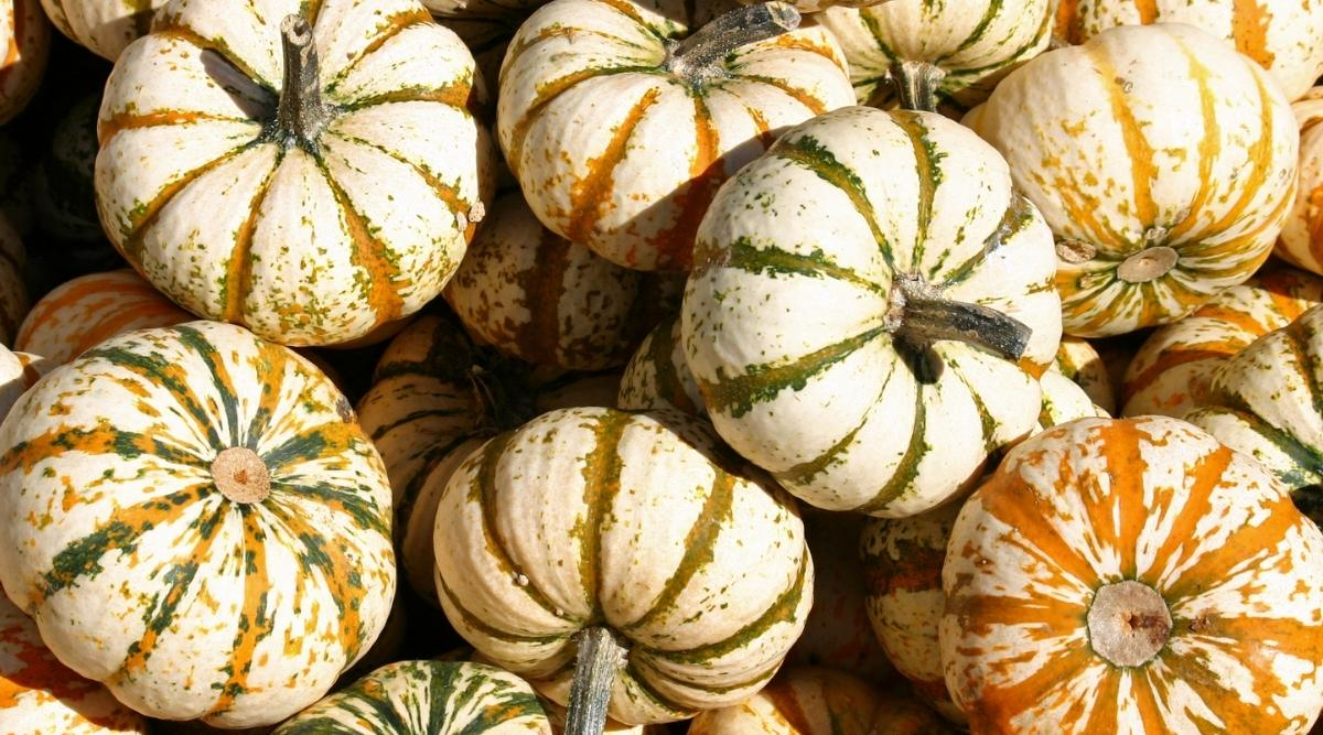 Varieties of pumpkin 