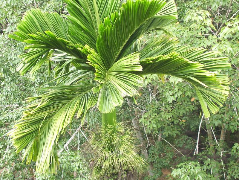 Areca Nut (Areca catechu)