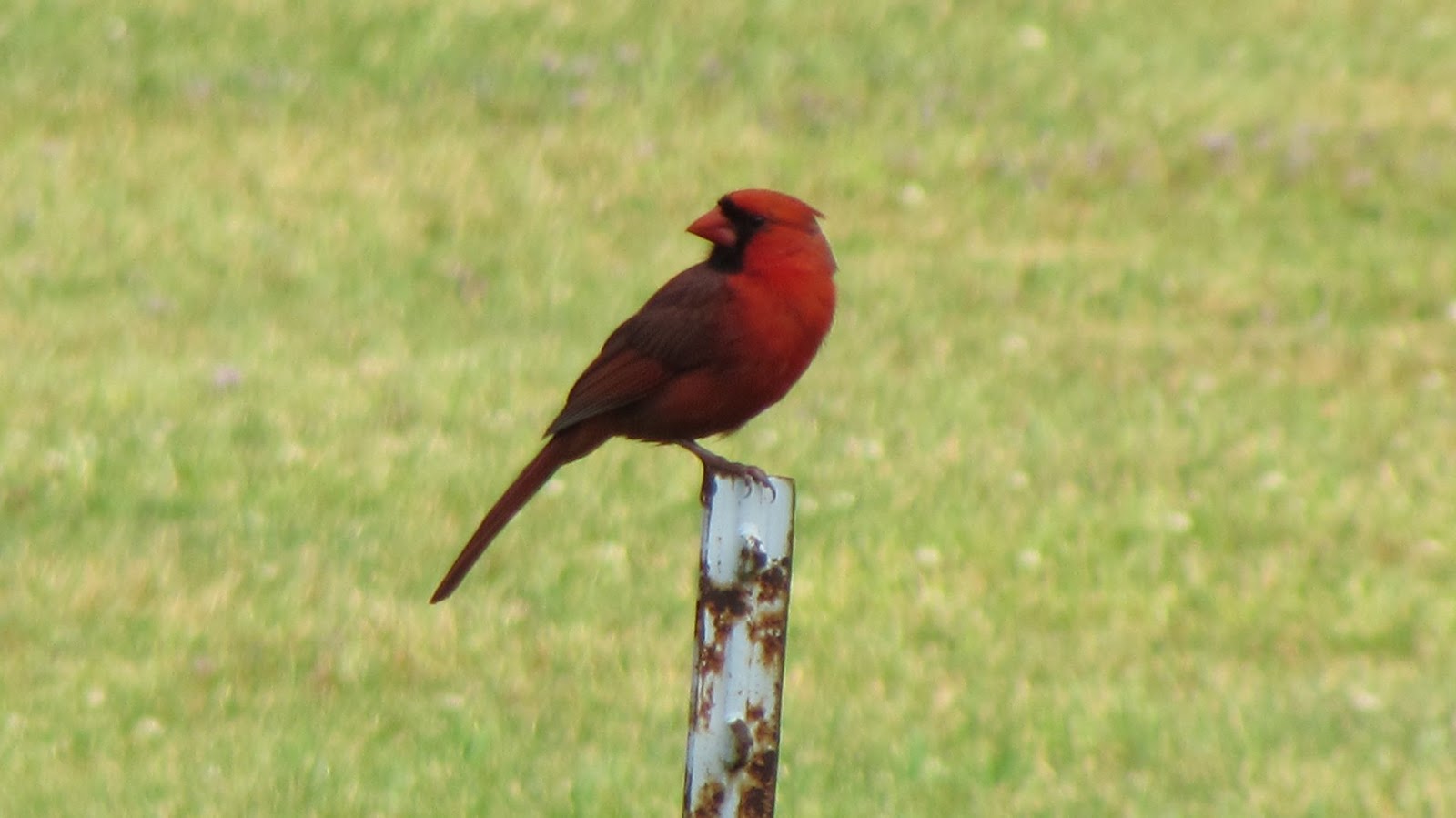 A Northern Cardinal standing on a post in the middle of a field.