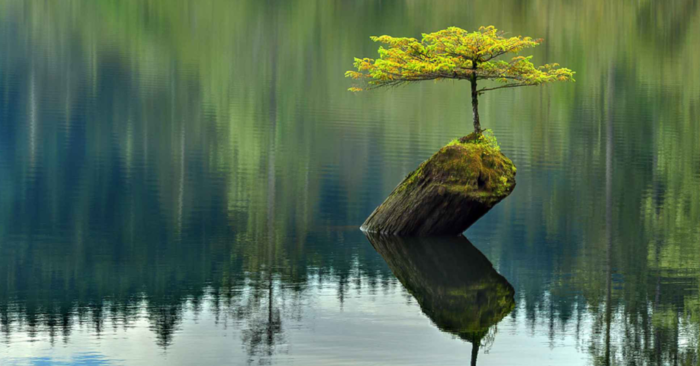 A tree growing on a rock in water

Description automatically generated with medium confidence