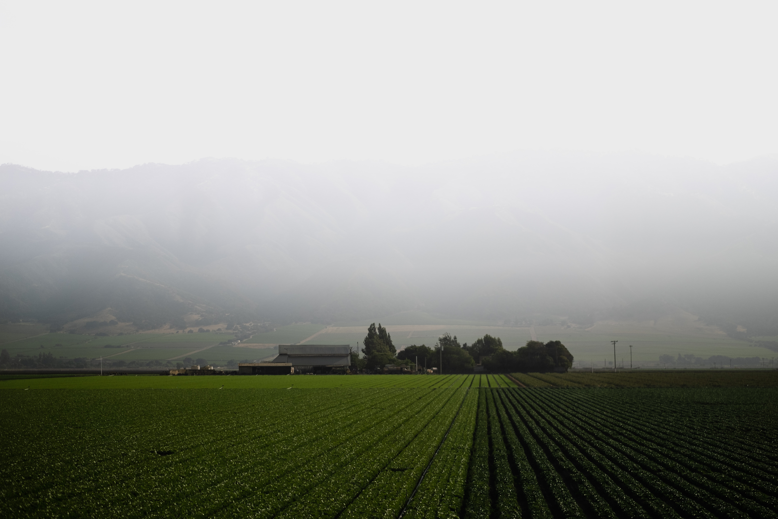 foggy farming field