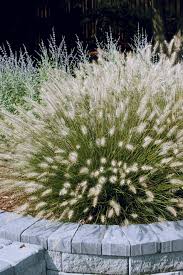 Pennisetum alopecuroides 'Piglet' PPAF | Piglet Fountain Grass – Maple Leaf  Home Gardens